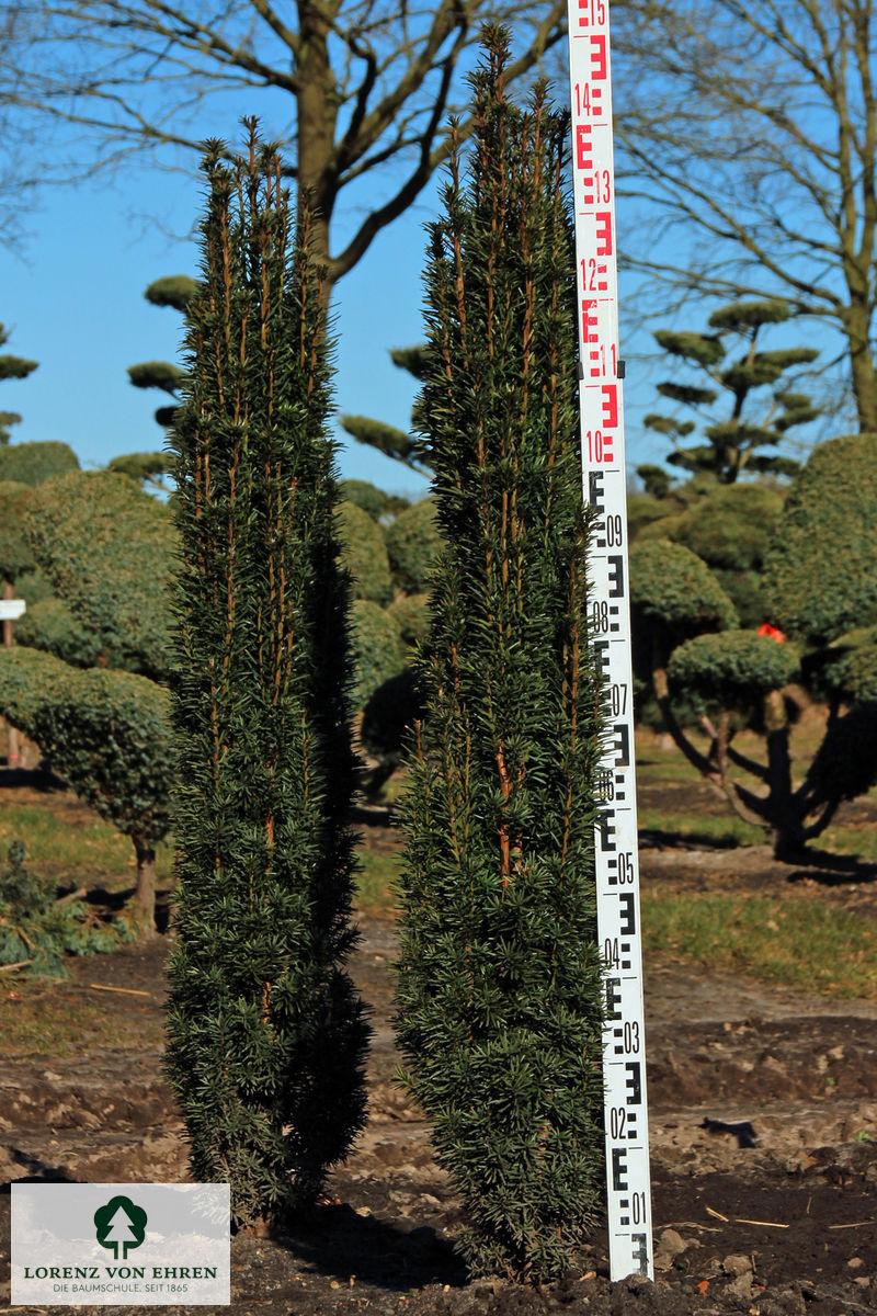 Taxus Media 'fastigiata' - View 17 from www redcrocus com