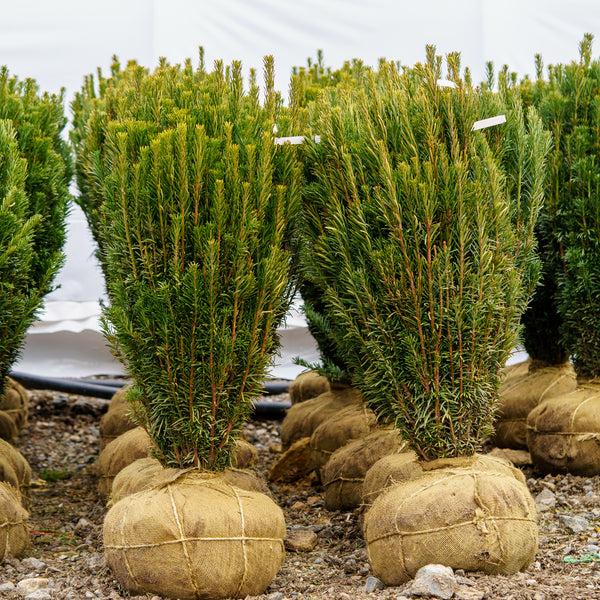 Taxus Media 'fastigiata' - View 18 from www redcrocus com