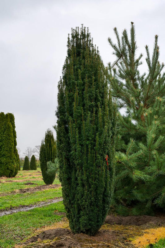 Taxus Media 'fastigiata' - View 1 from www redcrocus com