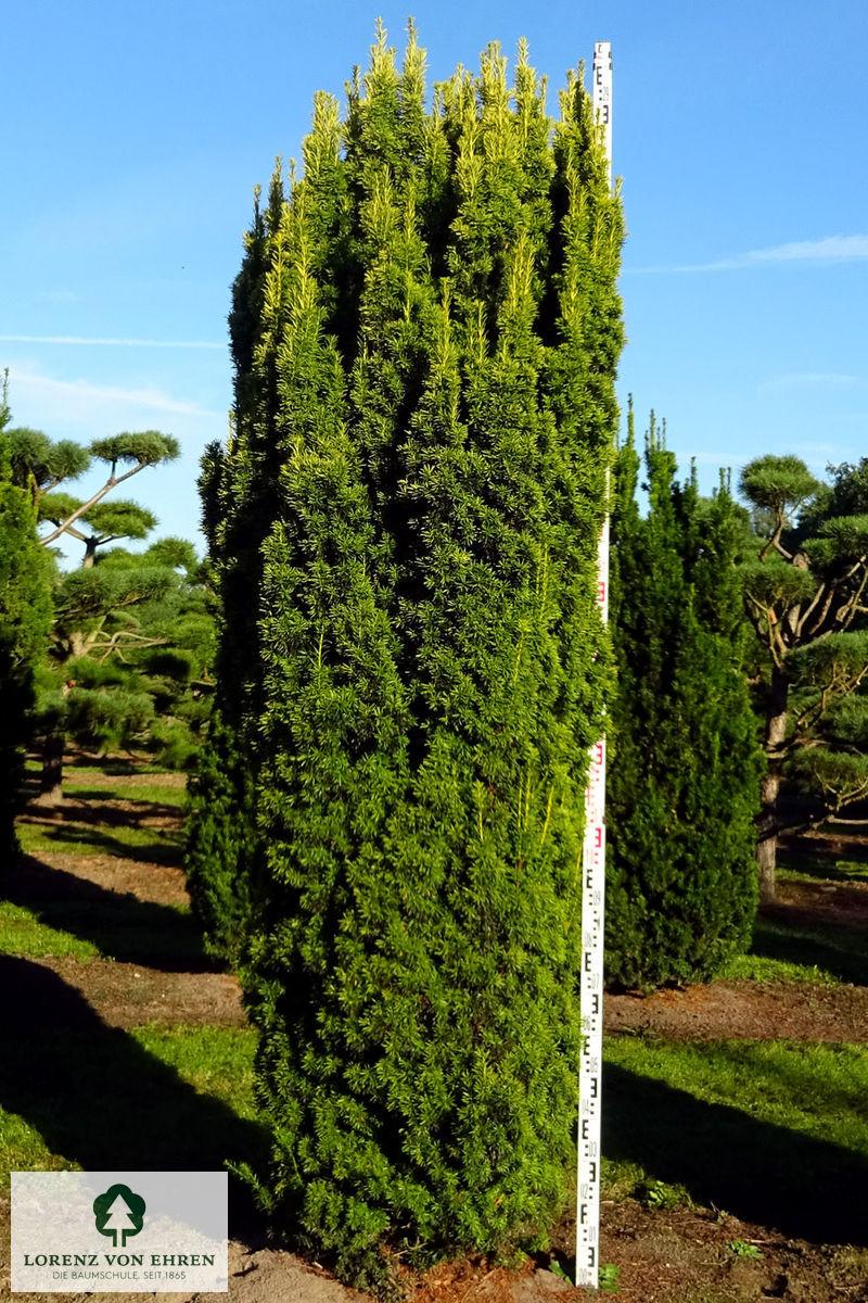 Taxus Media 'fastigiata' - View 21 from www redcrocus com