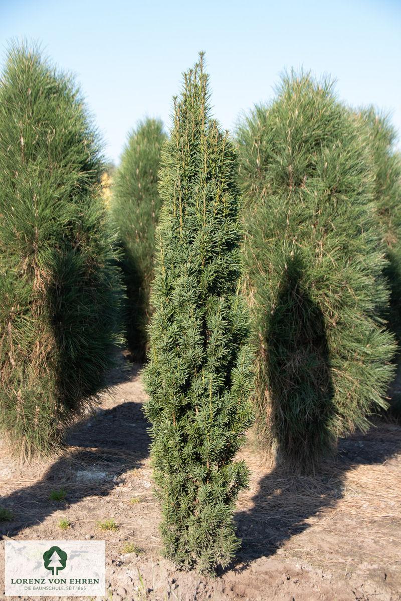 Taxus Media 'fastigiata' - View 23 from www redcrocus com