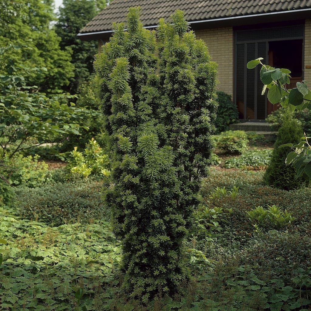 Taxus Media 'fastigiata' - View 24 from www redcrocus com