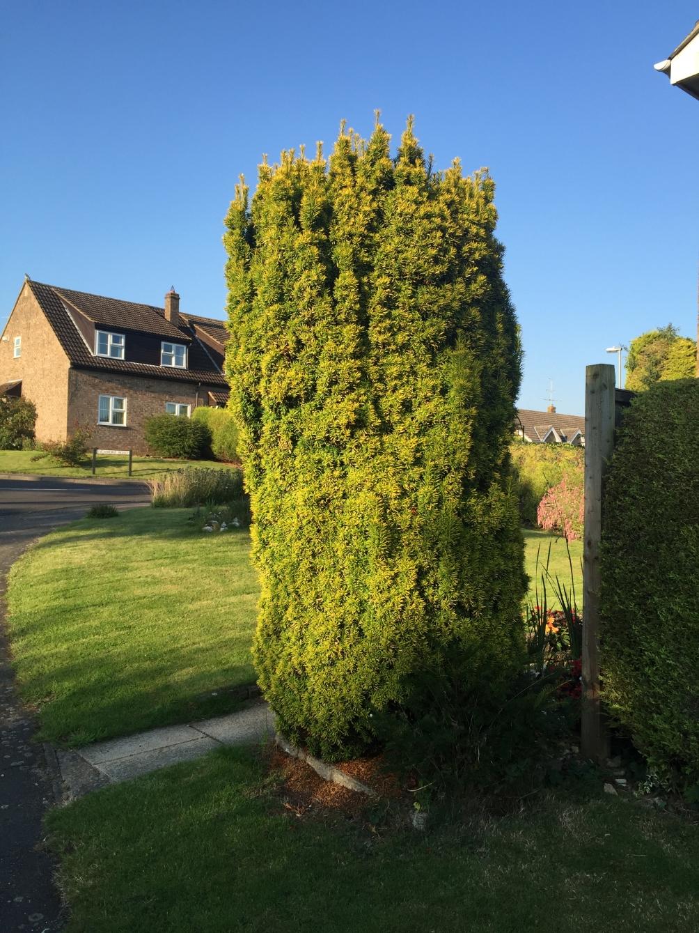 Taxus Media 'fastigiata' - View 25 from www redcrocus com