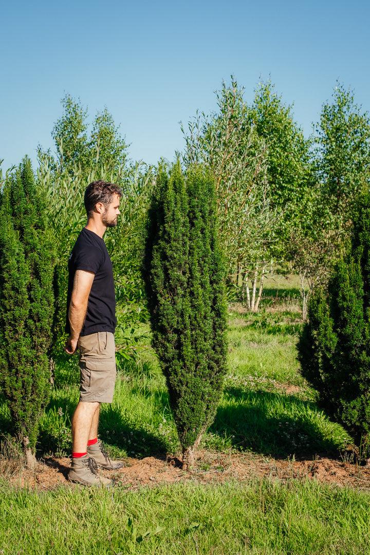 Taxus Media 'fastigiata' - View 26 from www redcrocus com