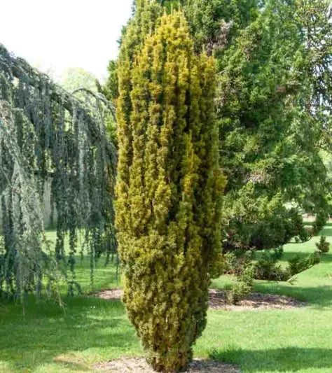 Taxus Media 'fastigiata' - View 27 from www redcrocus com