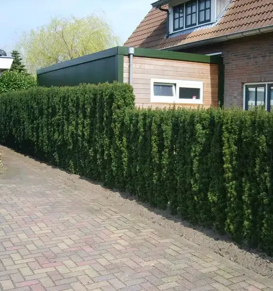 Taxus Media 'fastigiata' - View 28 from www redcrocus com