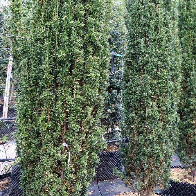 Taxus Media 'fastigiata' - View 29 from www redcrocus com