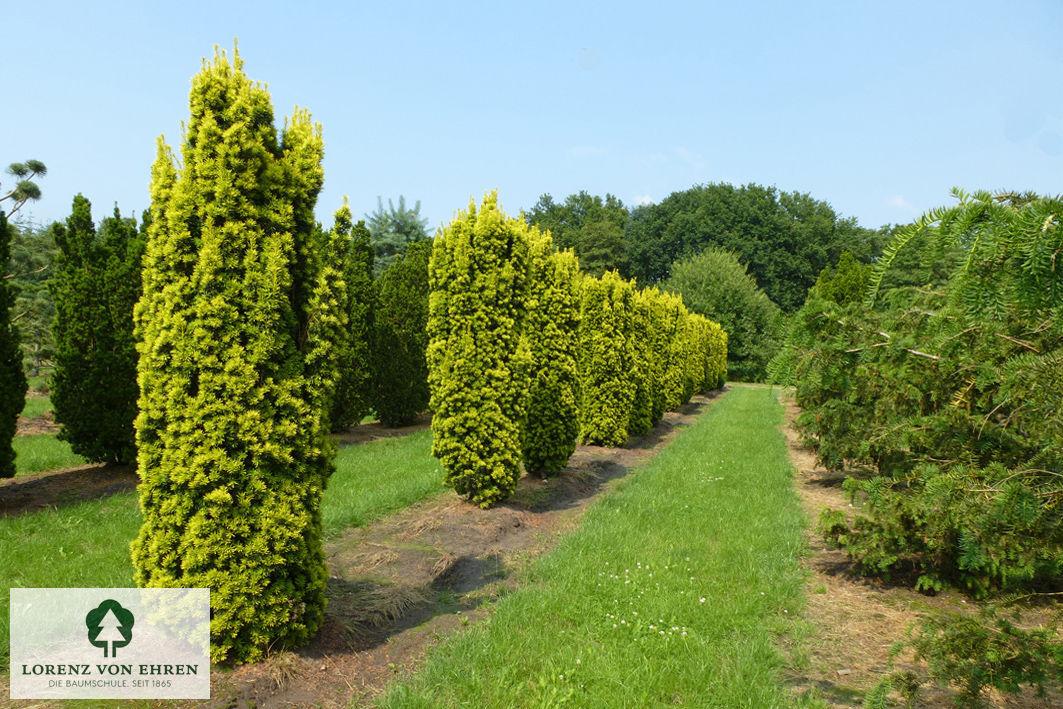 Taxus Media 'fastigiata' - View 32 from www redcrocus com