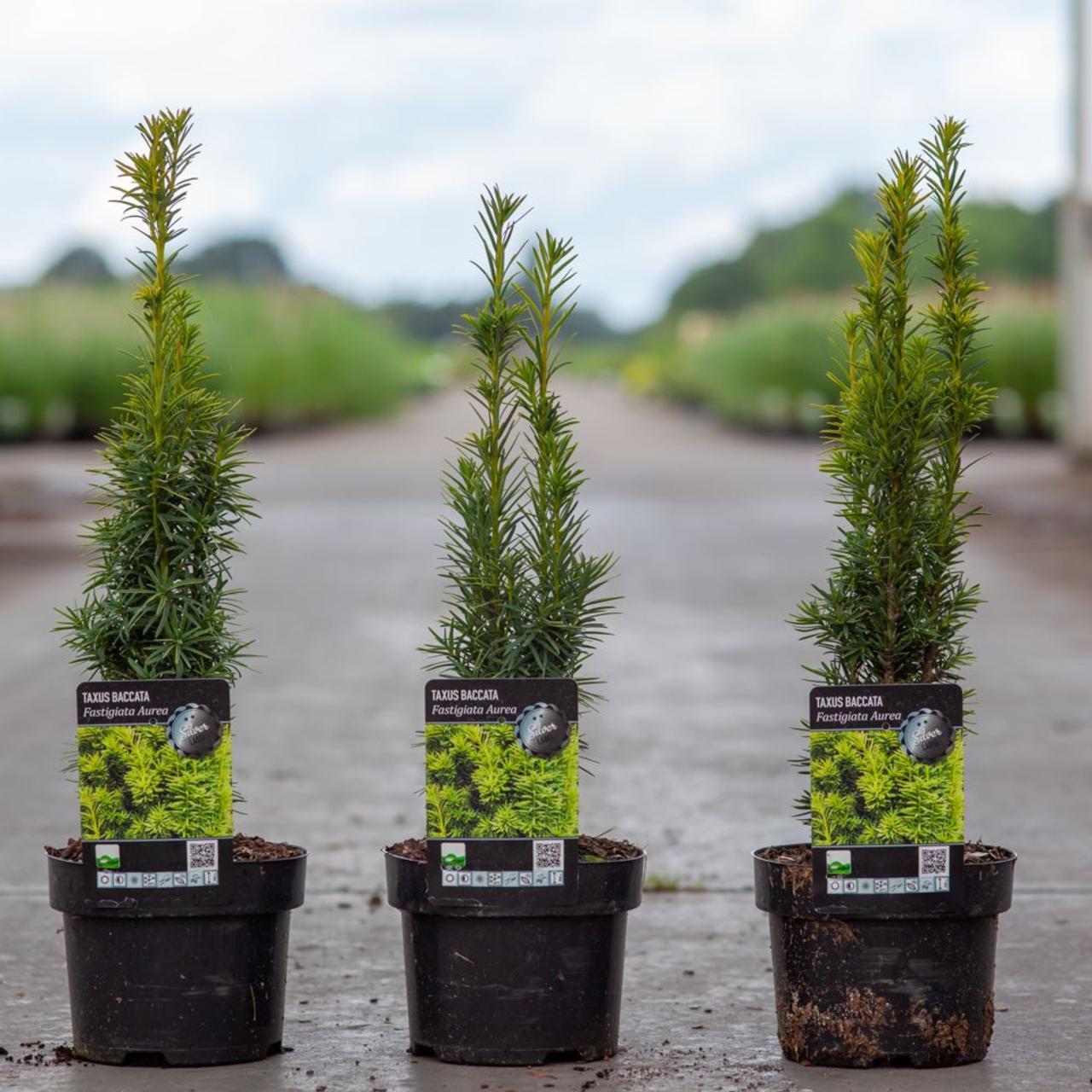 Taxus Media 'fastigiata' - View 34 from www redcrocus com