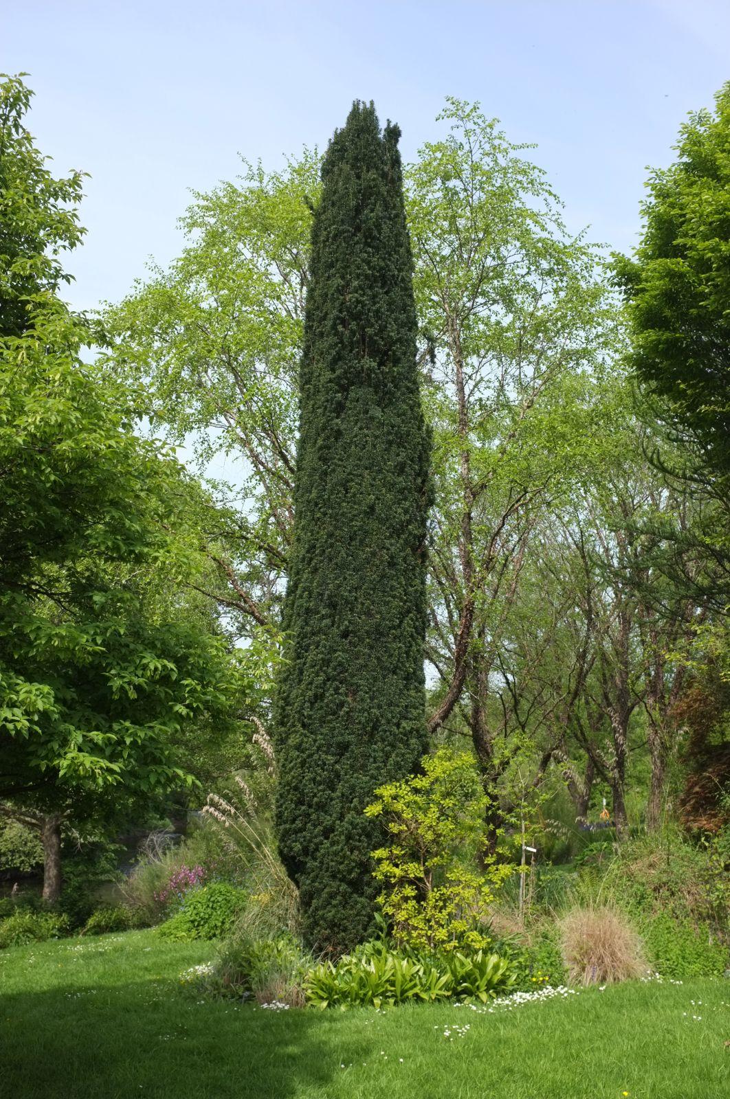 Taxus Media 'fastigiata' - View 36 from www redcrocus com