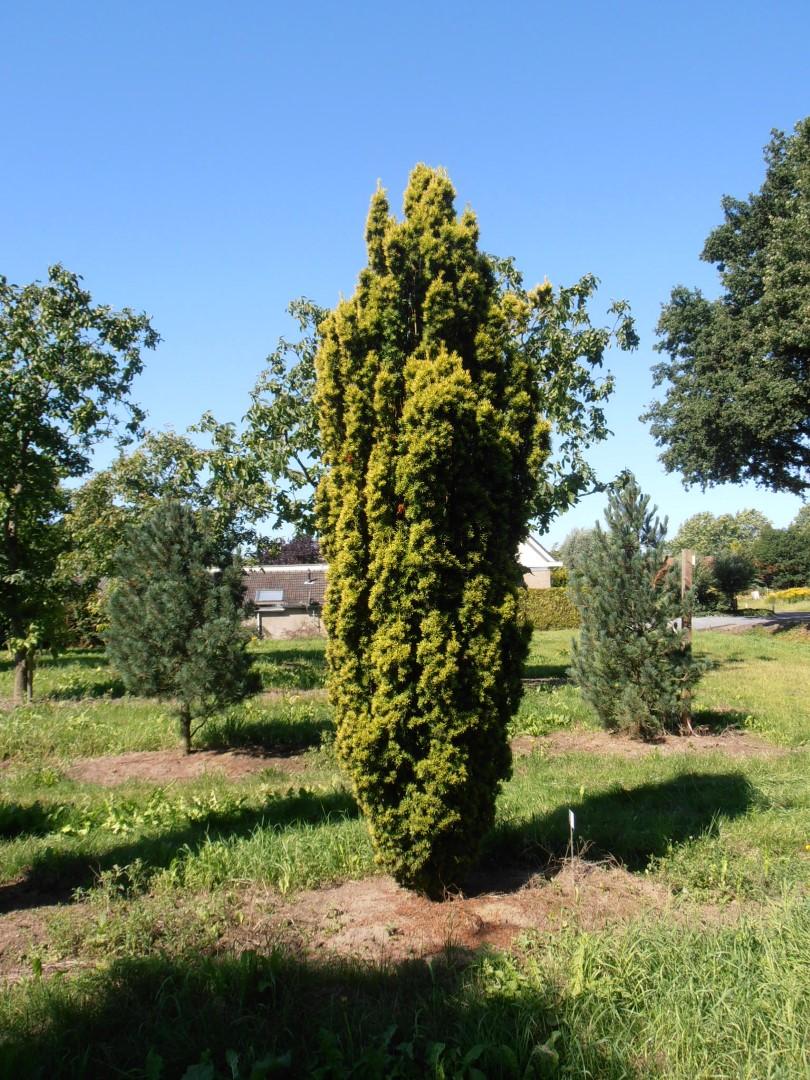 Taxus Media 'fastigiata' - View 4 from www redcrocus com