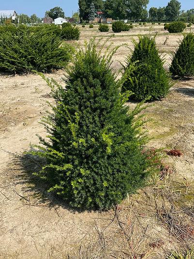 Taxus Media 'fastigiata' - View 5 from www redcrocus com