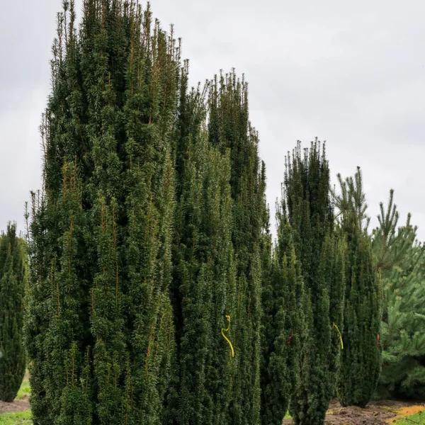 Taxus Media 'fastigiata' - View 7 from www redcrocus com
