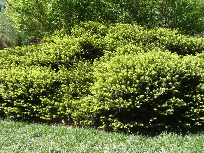 Cephalotaxus Harringtonia Prostrata - View 18 from www redcrocus com