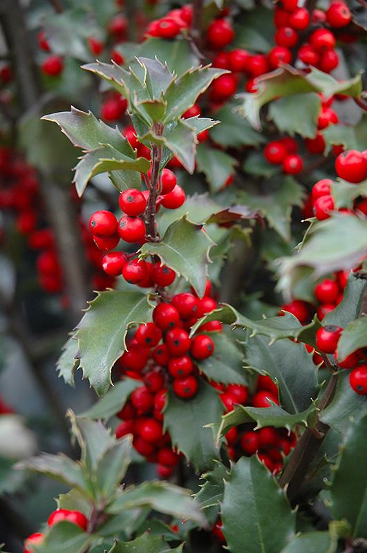 Ilex Meserveae 'blue Princess' - View 10 from www redcrocus com