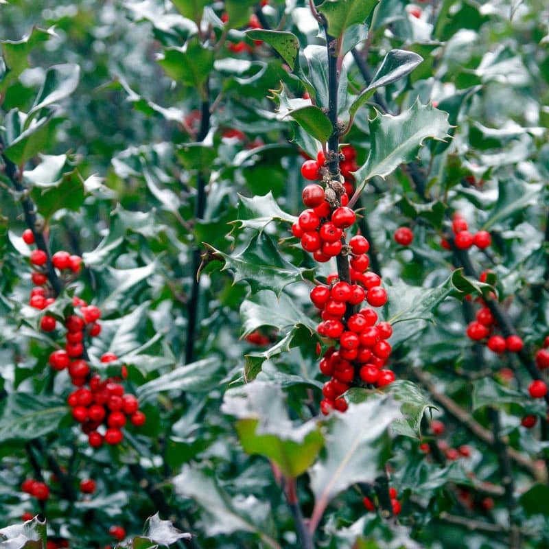 Ilex Meserveae 'blue Princess' - View 13 from www redcrocus com