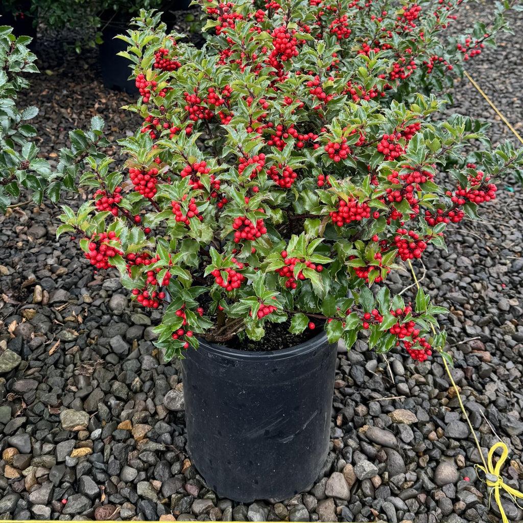 Ilex Meserveae 'blue Princess' - View 14 from www redcrocus com