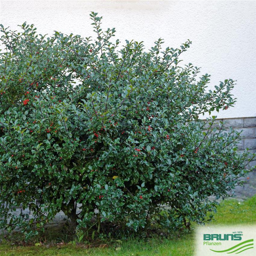 Ilex Meserveae 'blue Princess' - View 18 from www redcrocus com