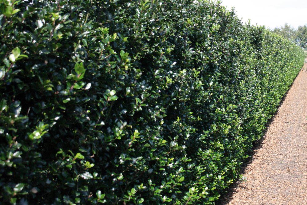 Ilex Meserveae 'blue Princess' - View 19 from www redcrocus com