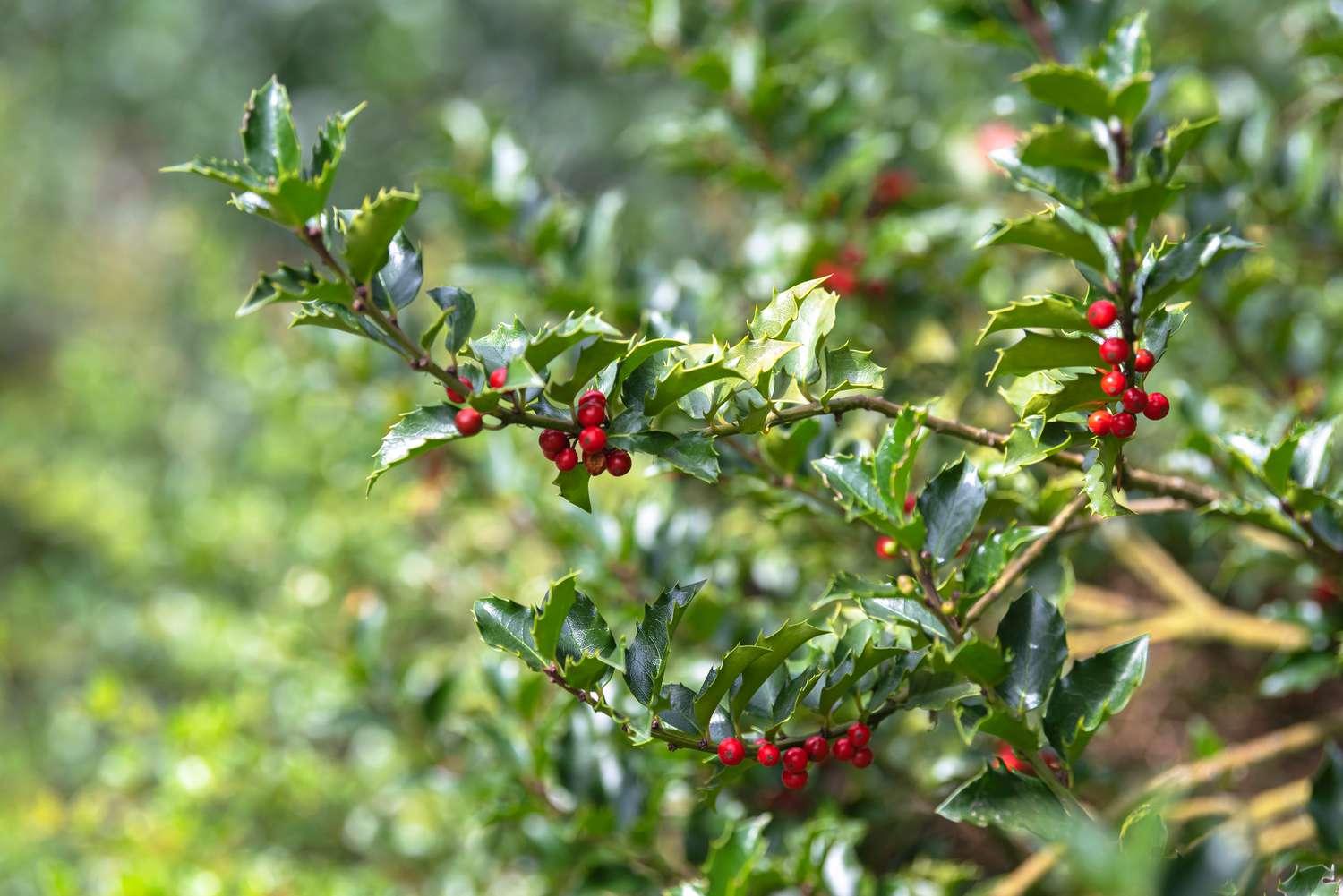 Ilex Meserveae 'blue Princess' - View 21 from www redcrocus com