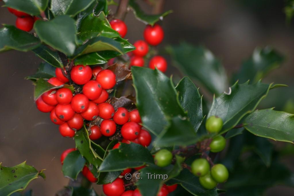 Ilex Meserveae 'blue Princess' - View 24 from www redcrocus com