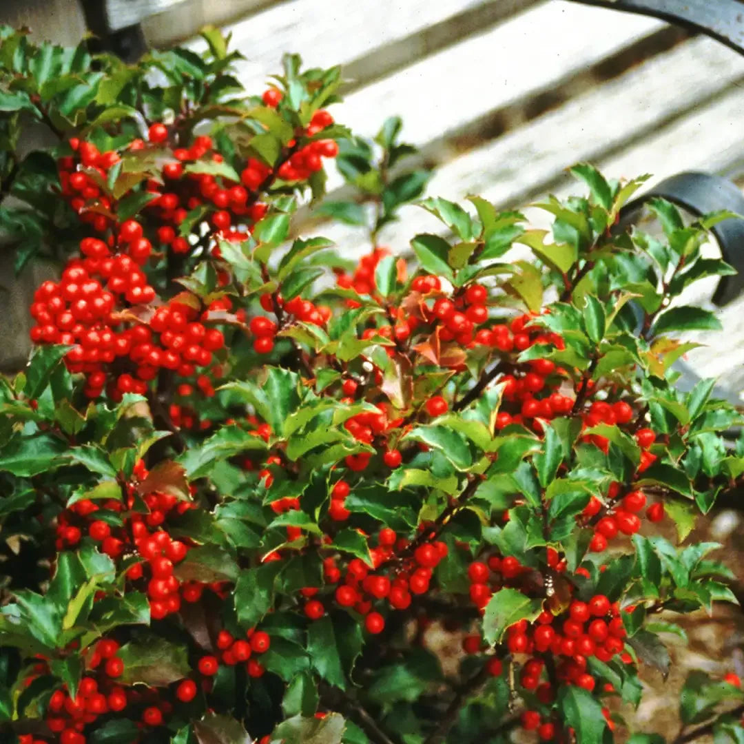 Ilex Meserveae 'blue Princess' - View 27 from www redcrocus com