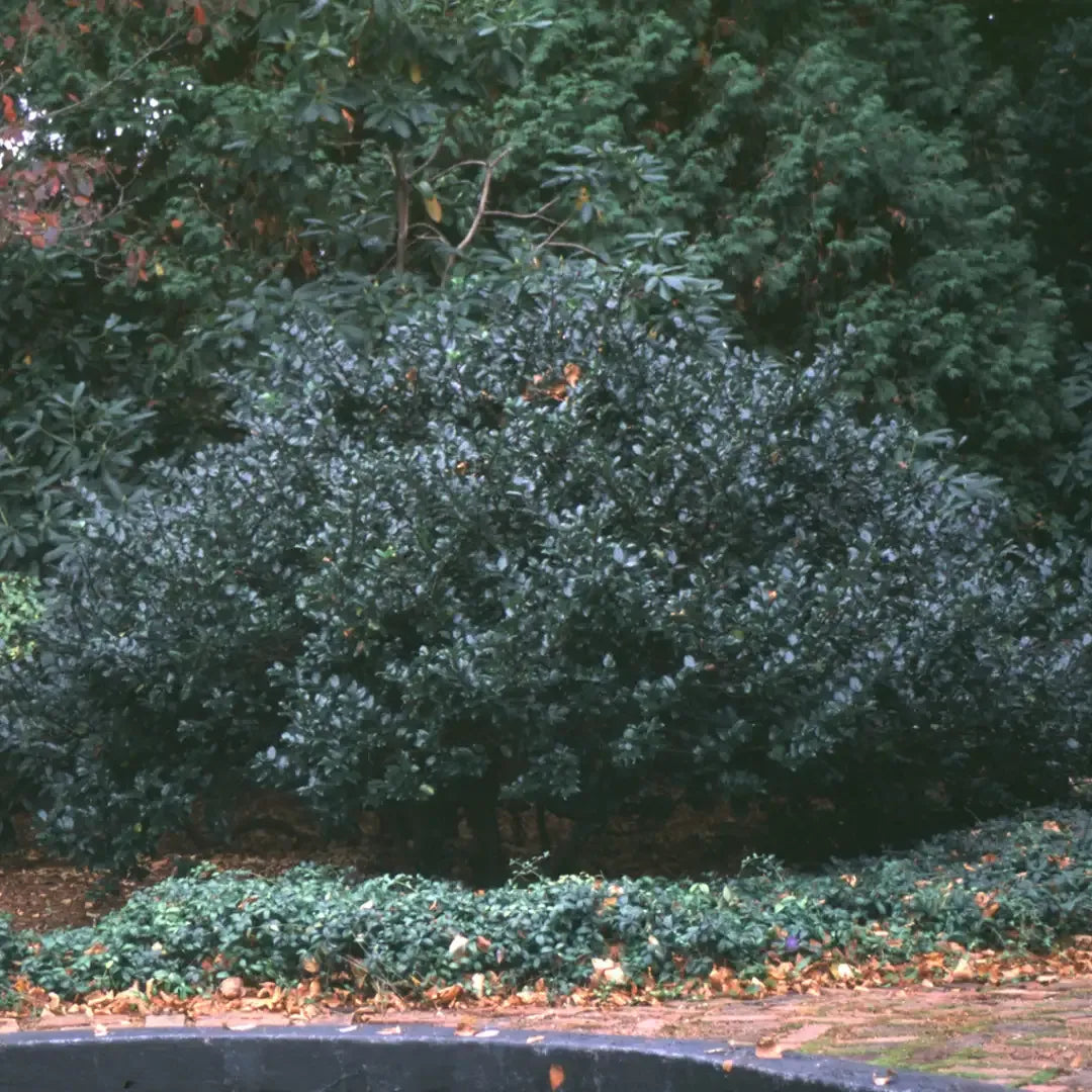 Ilex Meserveae 'blue Princess' - View 29 from www redcrocus com