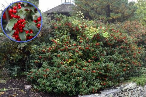 Ilex Meserveae 'blue Princess' - View 2 from www redcrocus com