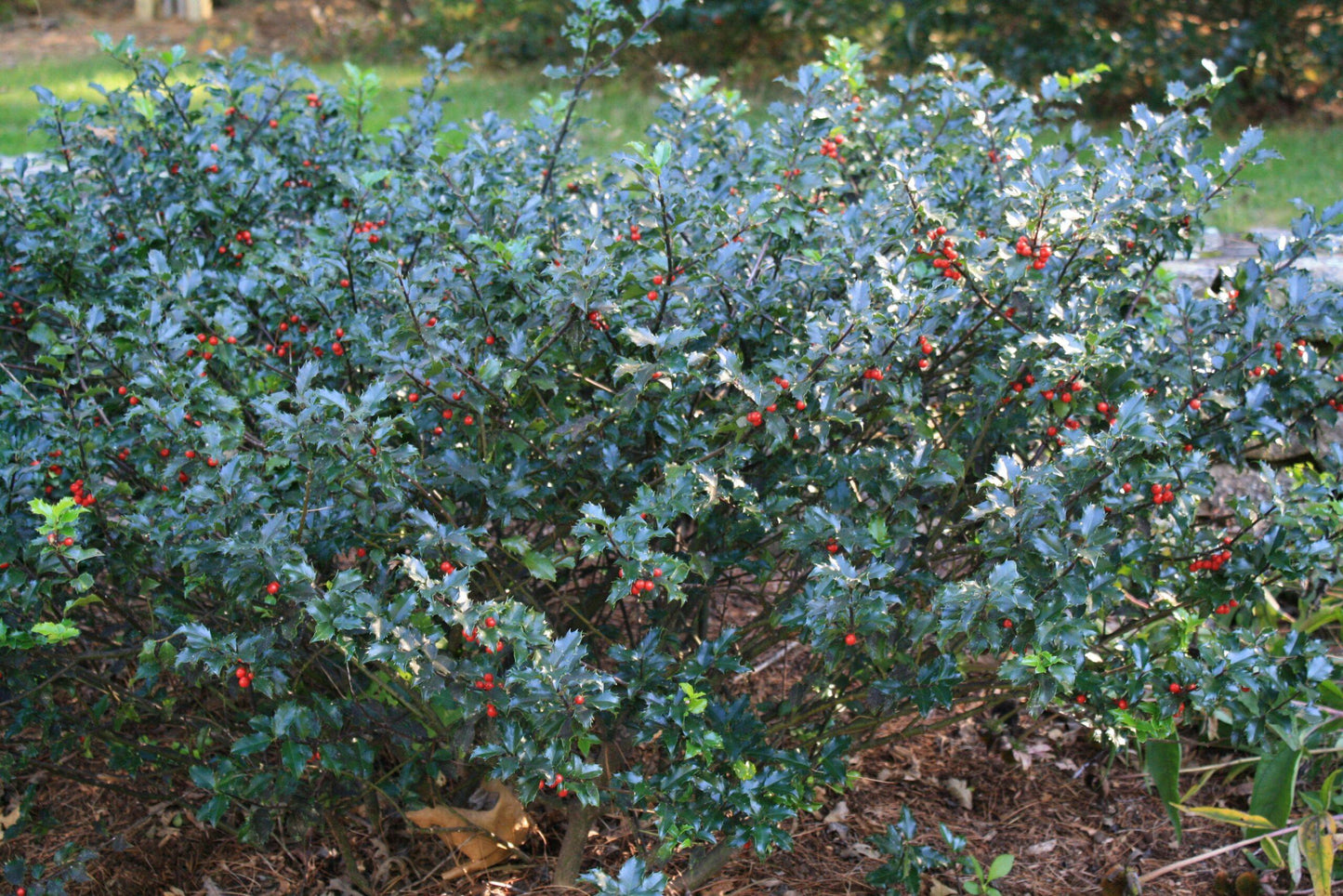 Ilex Meserveae 'blue Princess' - View 31 from www redcrocus com