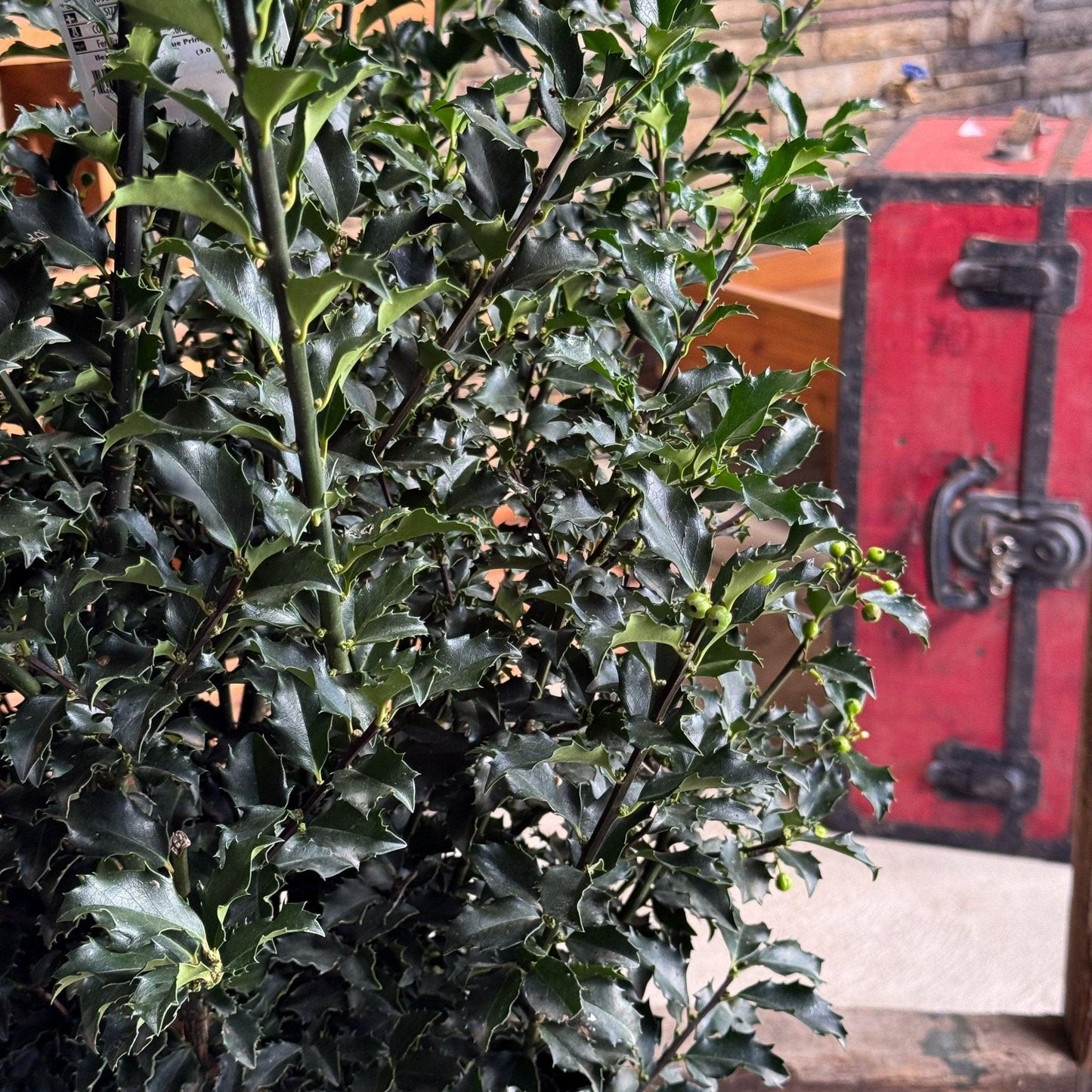 Ilex Meserveae 'blue Princess' - View 32 from www redcrocus com