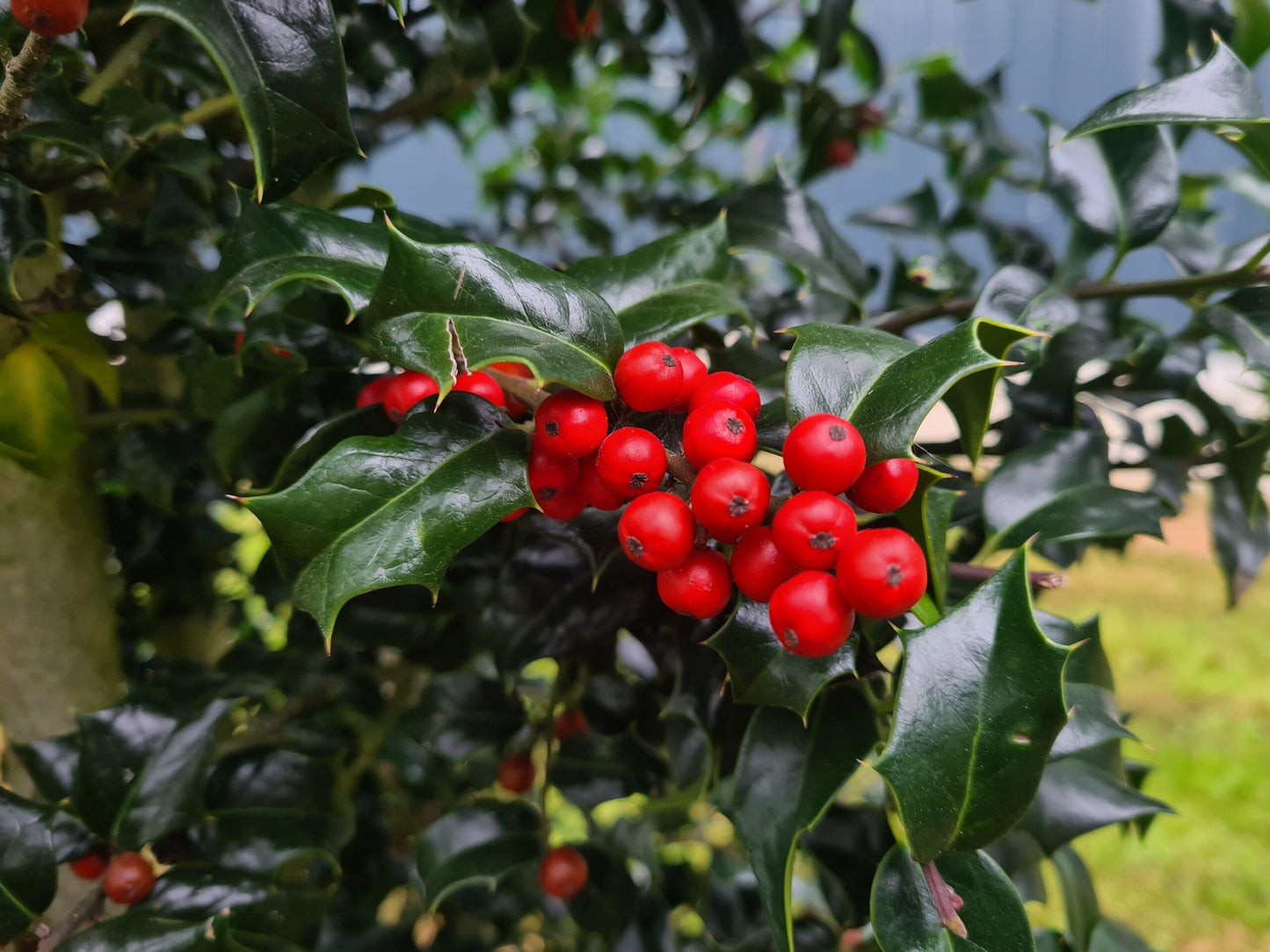 Ilex Meserveae 'blue Princess' - View 33 from www redcrocus com