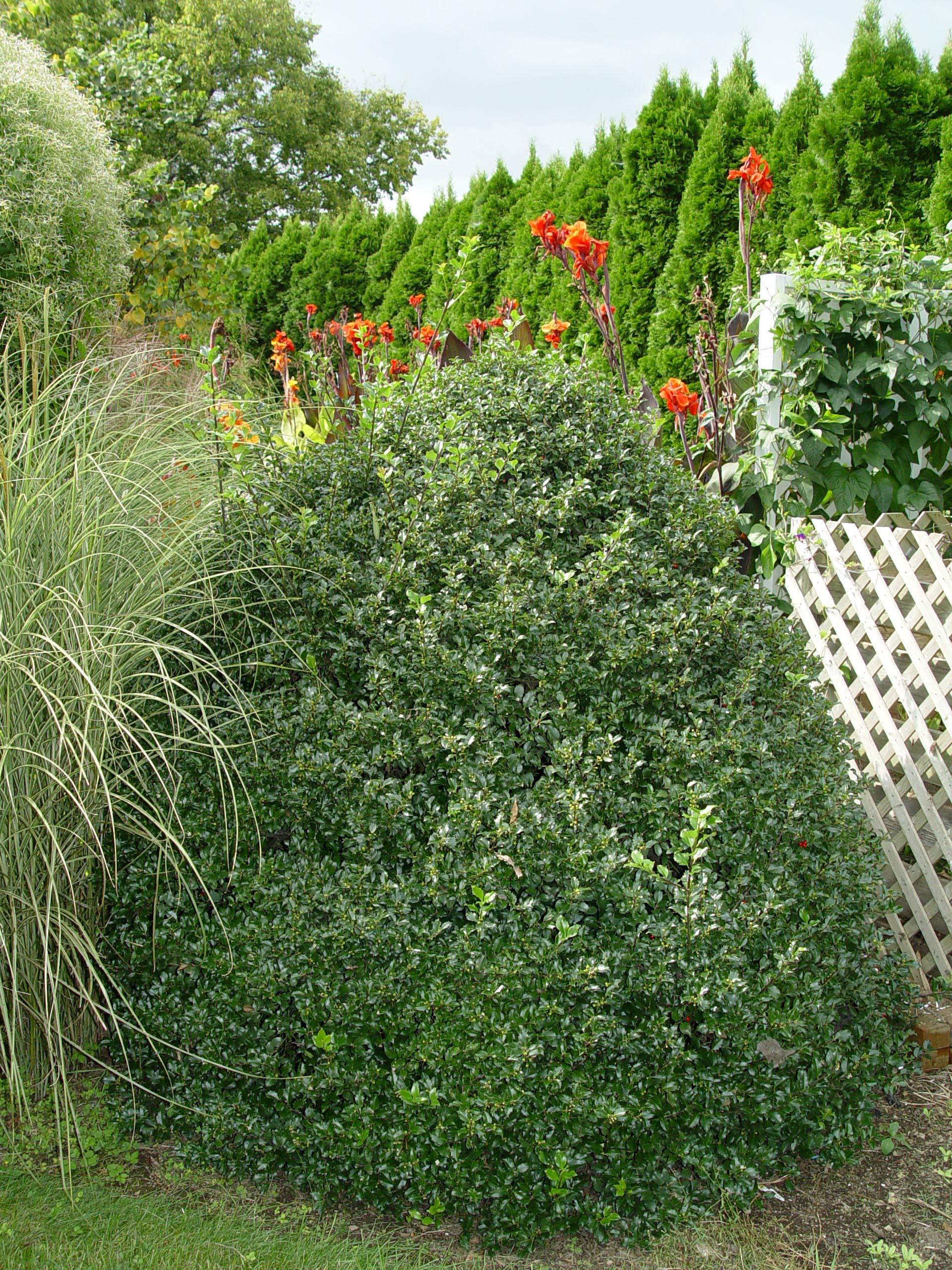 Ilex Meserveae 'blue Princess' - View 34 from www redcrocus com