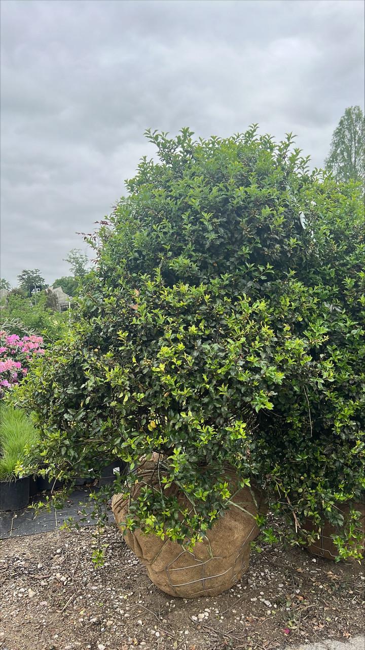 Ilex Meserveae 'blue Princess' - View 36 from www redcrocus com