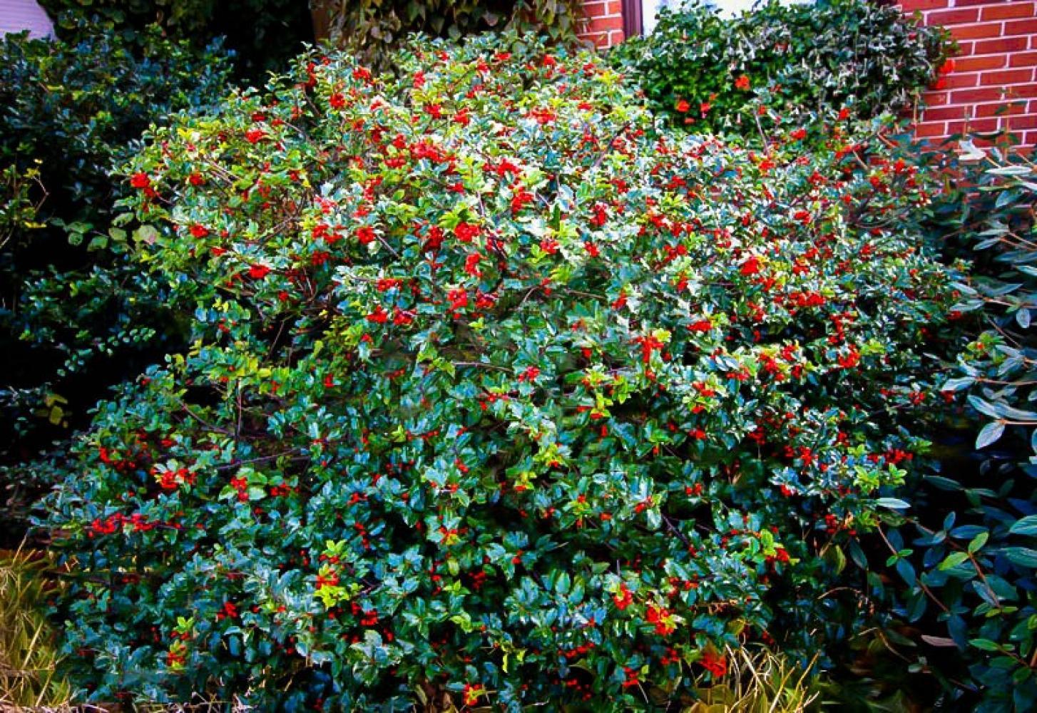 Ilex Meserveae 'blue Princess' - View 37 from www redcrocus com