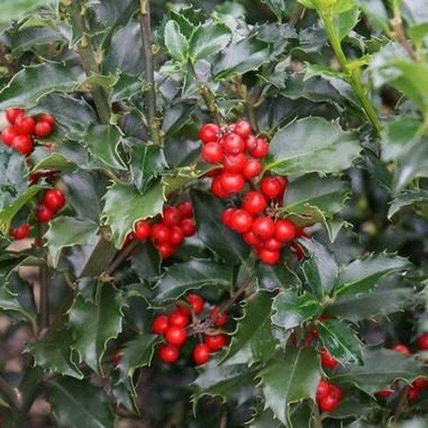 Ilex Meserveae 'blue Princess' - View 39 from www redcrocus com