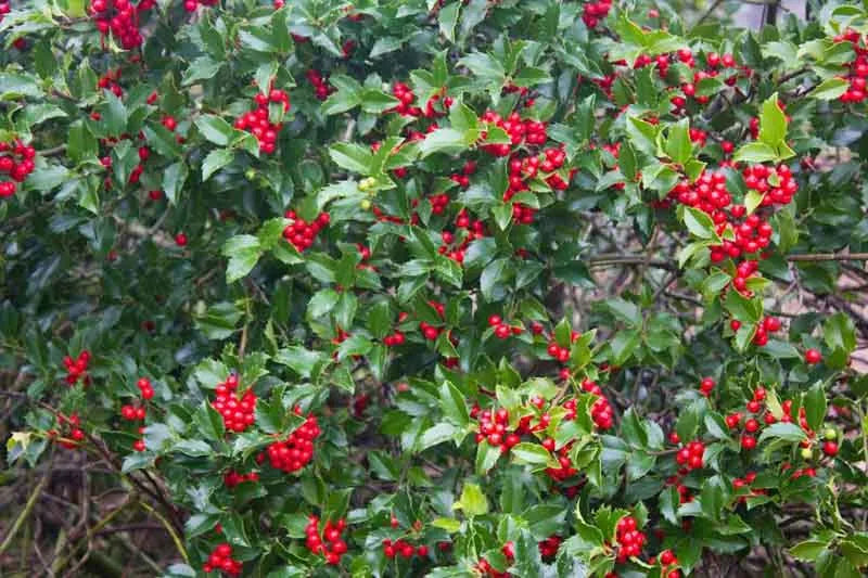 Ilex Meserveae 'blue Princess' - View 3 from www redcrocus com