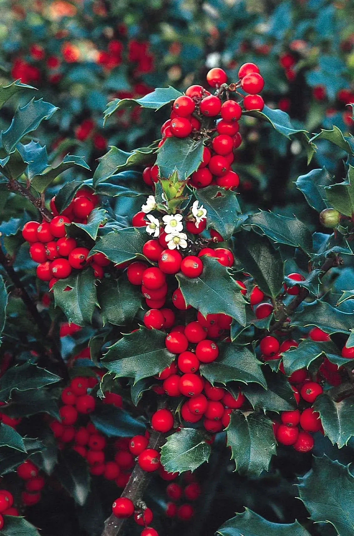 Ilex Meserveae 'blue Princess' - View 4 from www redcrocus com