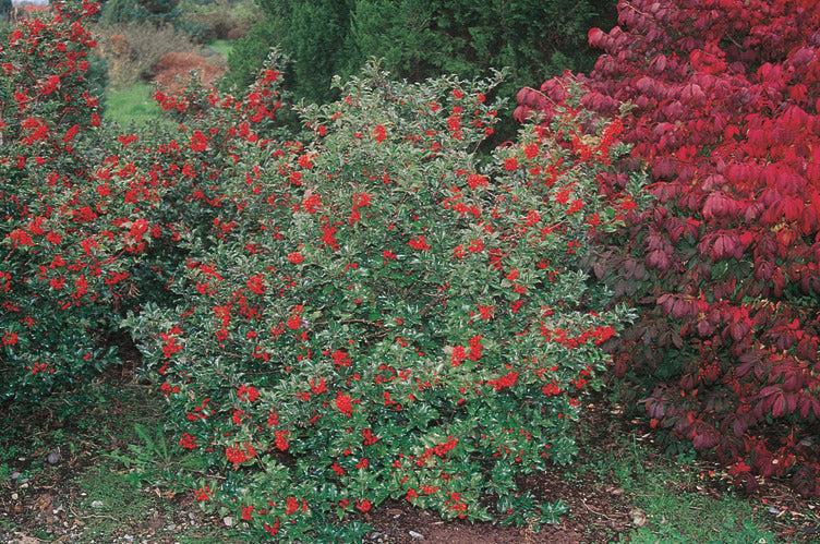 Ilex Meserveae 'blue Princess' - View 5 from www redcrocus com