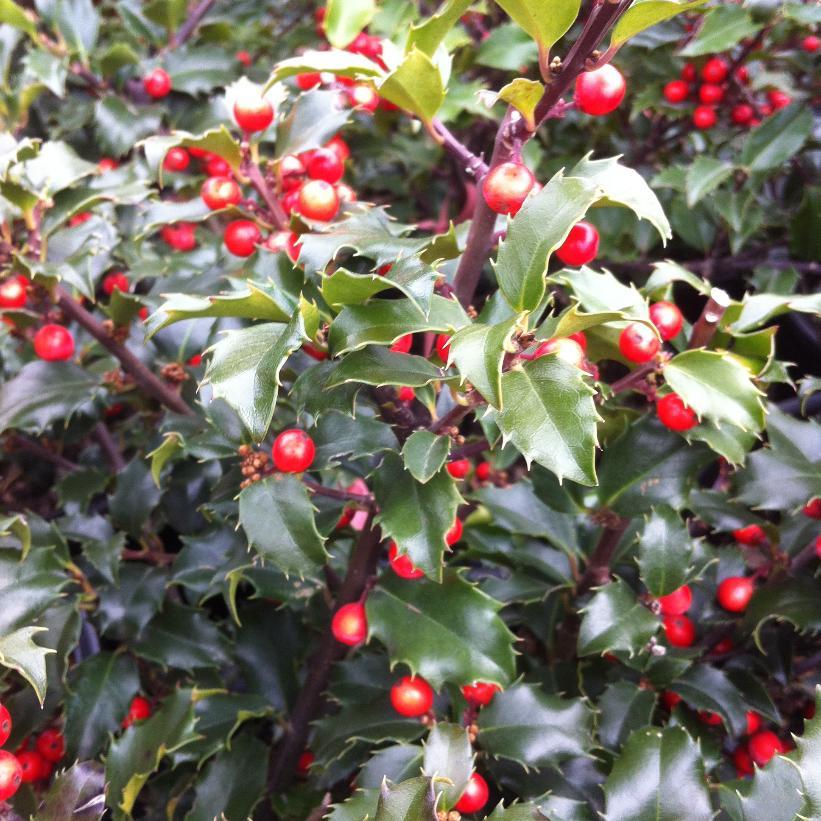 Ilex Meserveae 'blue Princess' - View 8 from www redcrocus com