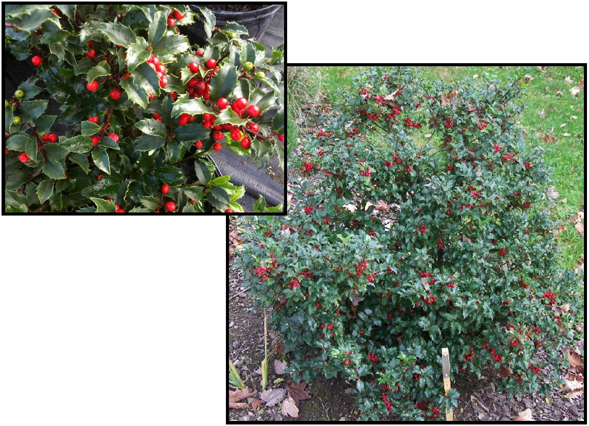 Ilex Meserveae 'blue Princess' - View 9 from www redcrocus com