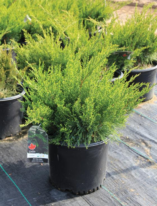 Juniperus Chinensis Mint Julep - View 10 from www redcrocus com
