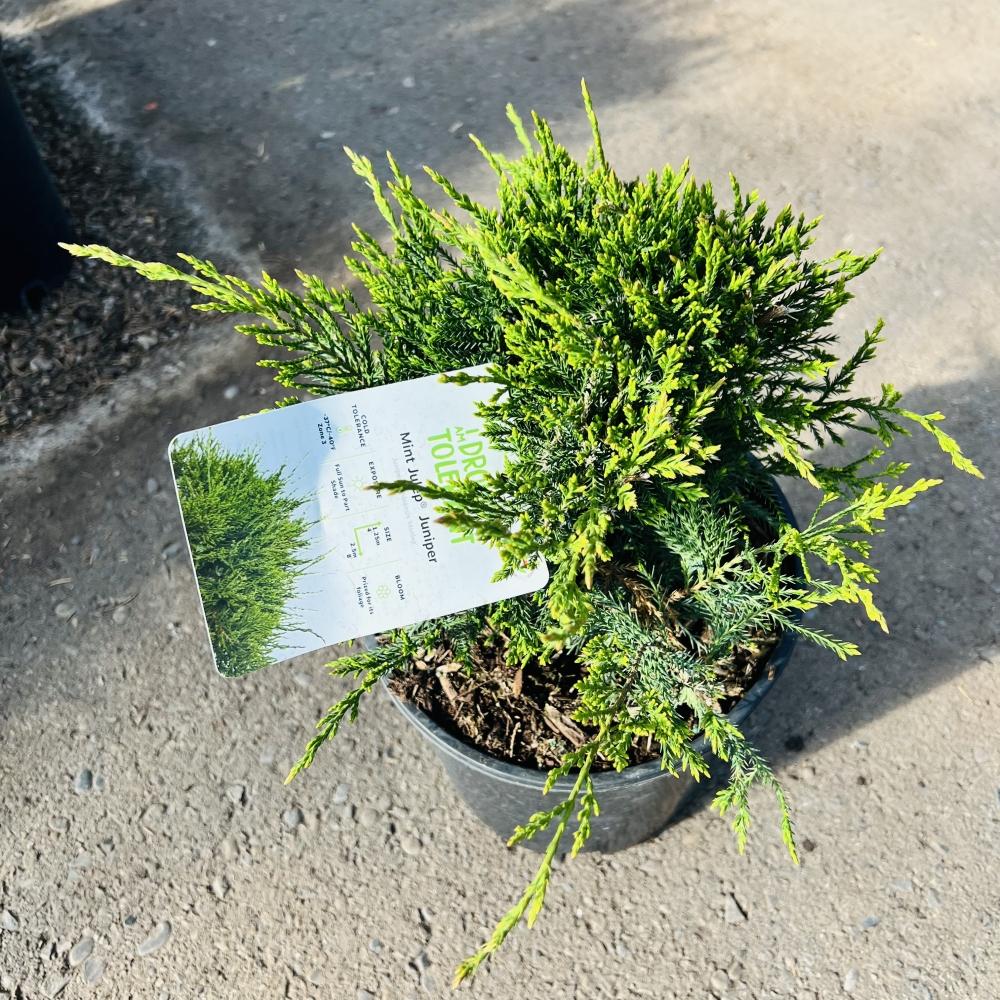 Juniperus Chinensis Mint Julep - View 12 from www redcrocus com