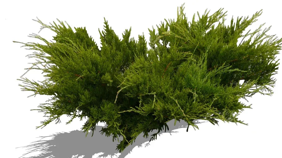 Juniperus Chinensis Mint Julep - View 12 from www redcrocus com