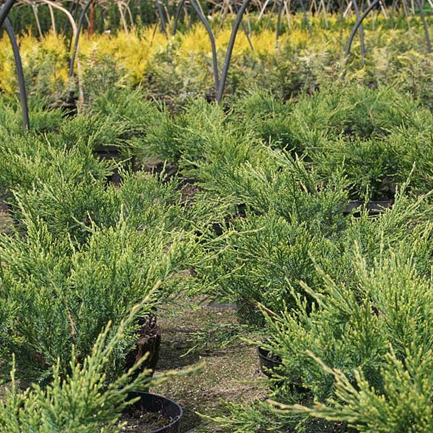 Juniperus Chinensis Mint Julep - View 13 from www redcrocus com
