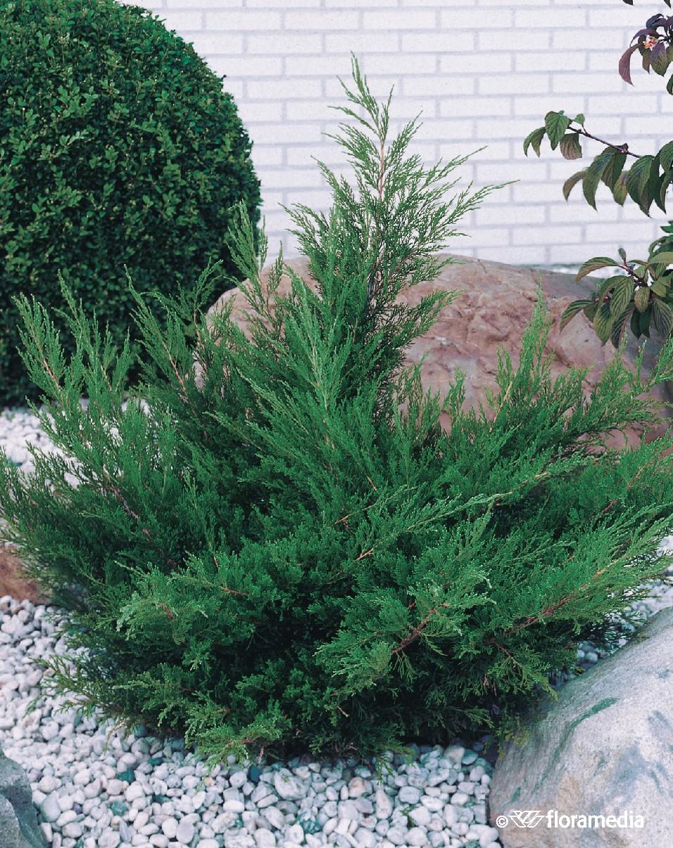 Juniperus Chinensis Mint Julep - View 14 from www redcrocus com