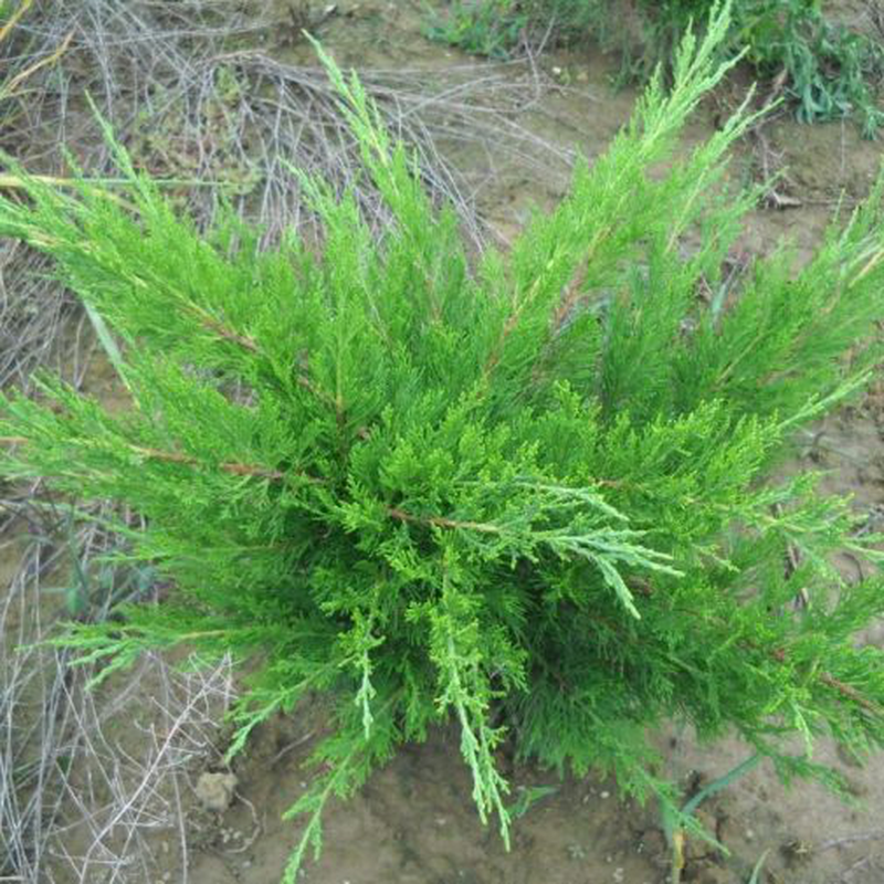 Juniperus Chinensis Mint Julep - View 15 from www redcrocus com