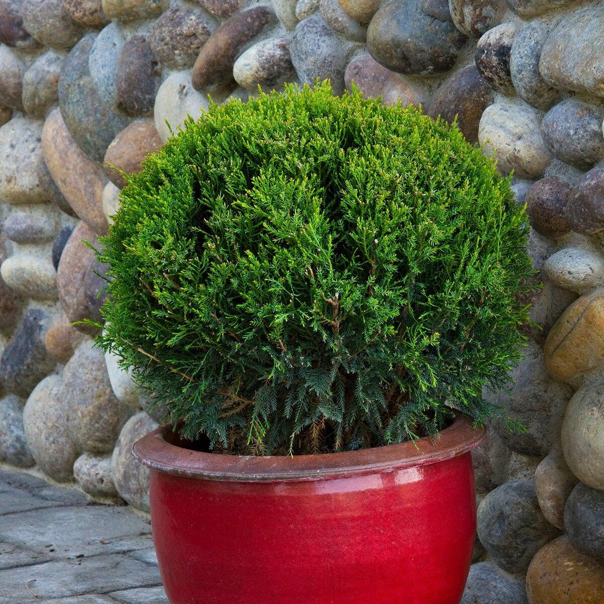 Juniperus Chinensis Mint Julep - View 16 from www redcrocus com