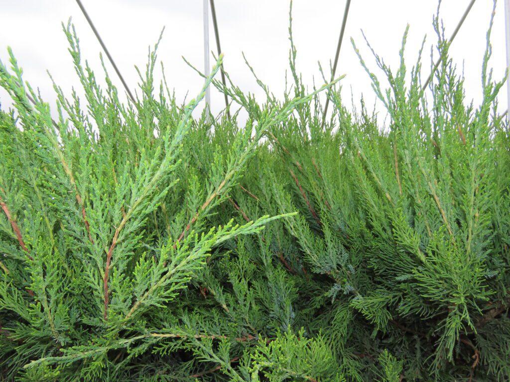 Juniperus Chinensis Mint Julep - View 17 from www redcrocus com