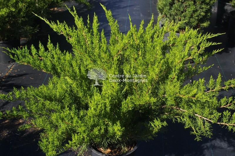 Juniperus Chinensis Mint Julep - View 19 from www redcrocus com