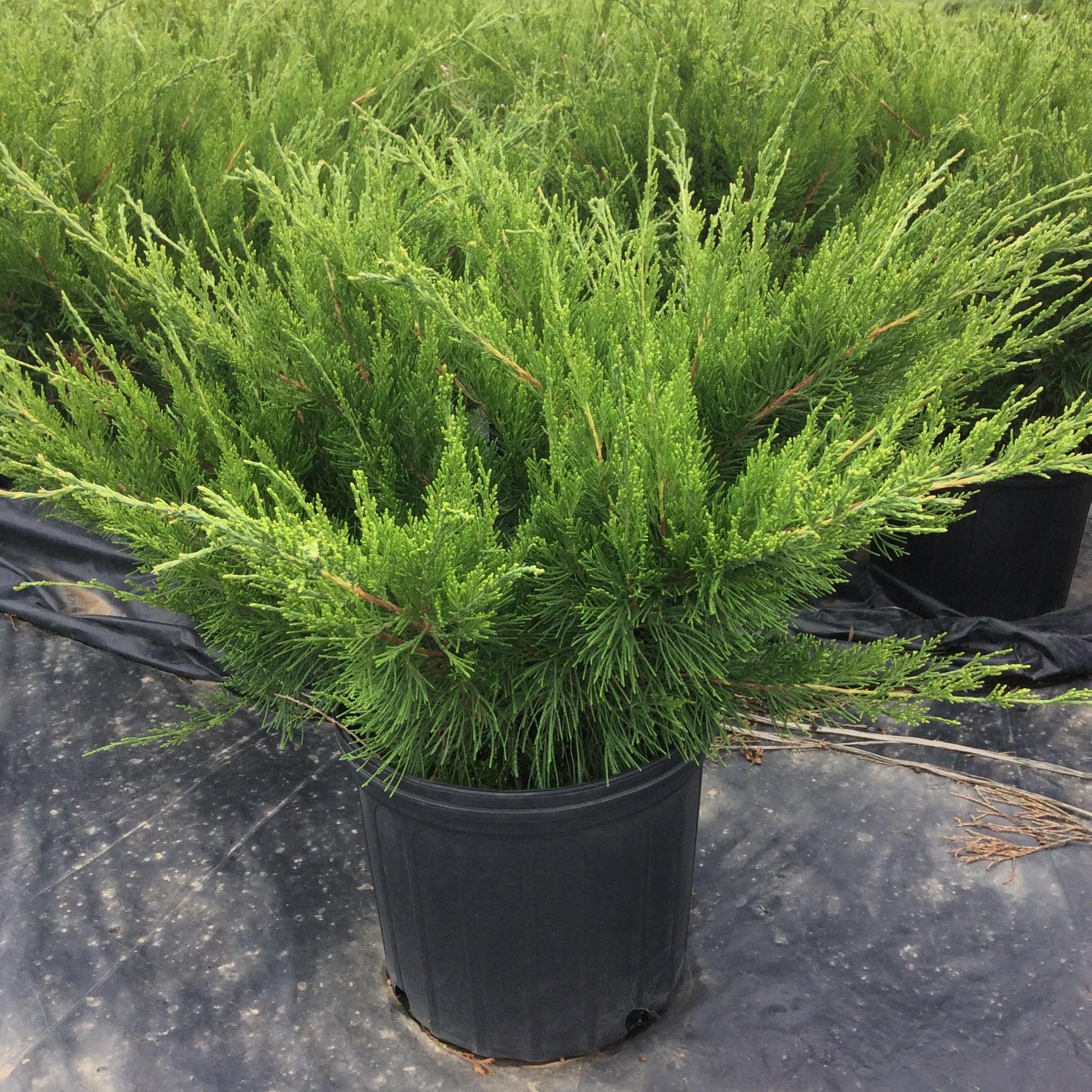 Juniperus Chinensis Mint Julep - View 1 from www redcrocus com
